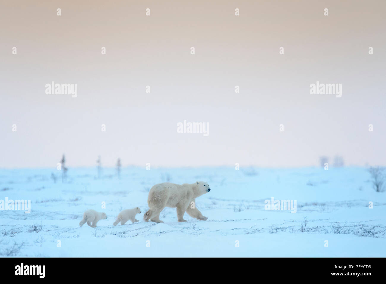Typische tundra arten Fotos und Bildmaterial in hoher Auflösung Alamy