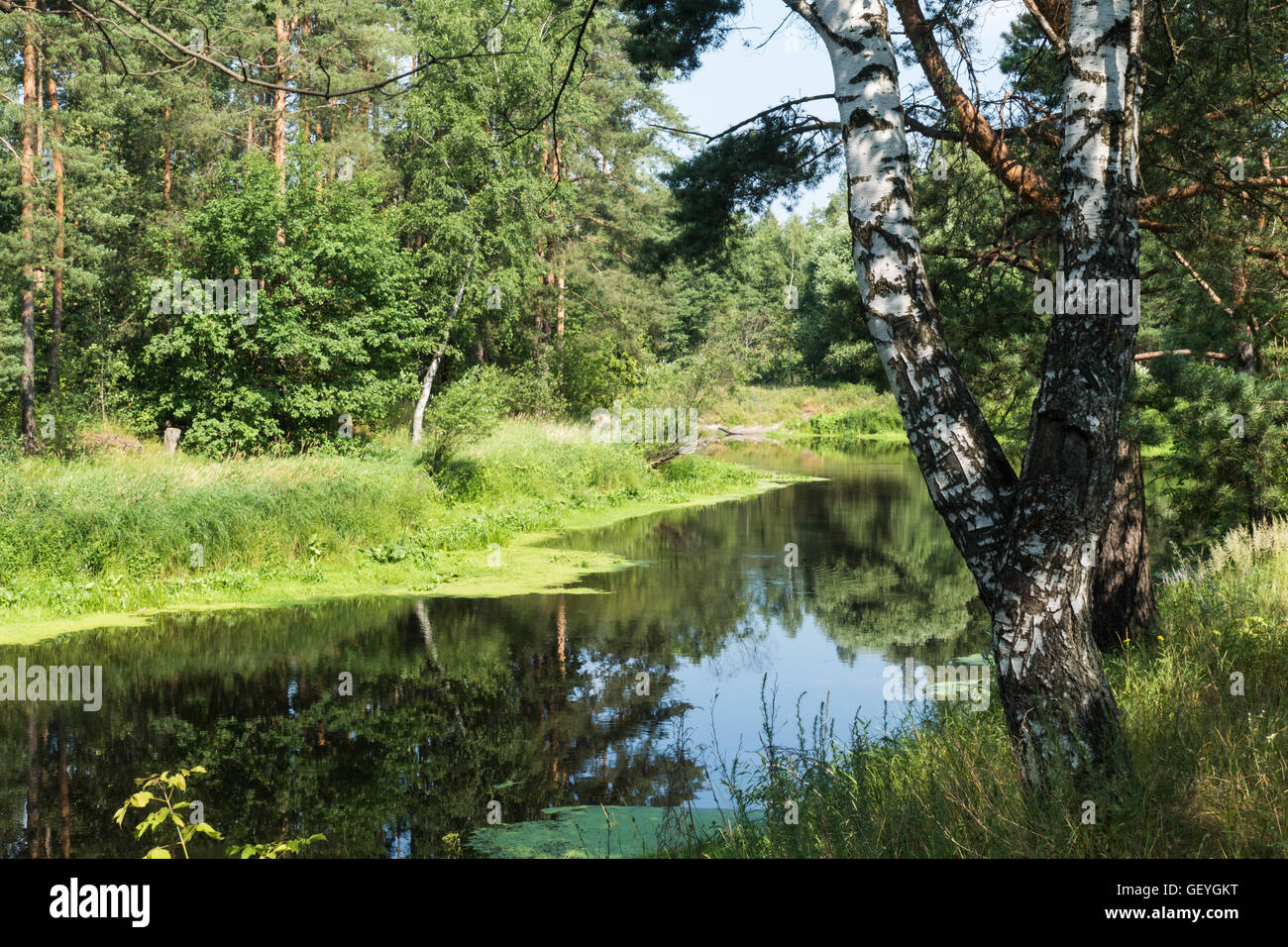 Sommer-Fluss und Birke-Russland Stockfoto