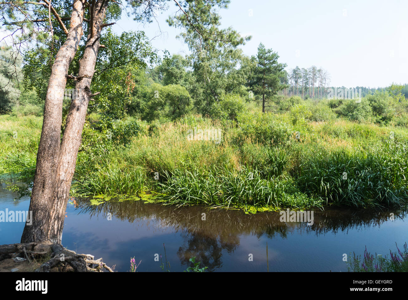Sommer-Fluss und Baum mit Wurzeln Russland Stockfoto