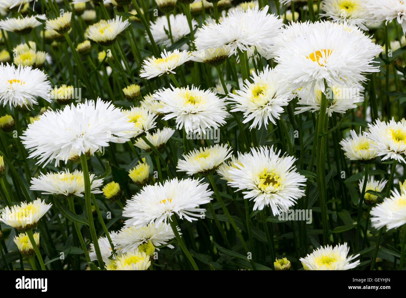 Weiße gefüllte Blüten der ausgewählten Form der Oxeyse Daisy, Leucanthemum 'Shapcott Summer Cloud' Stockfoto