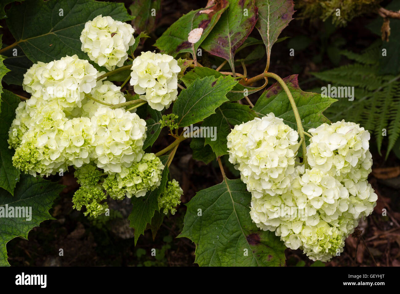 Juli-Blume-Traversen der Eiche Endivie Hortensie, Hydrangea Quercifolia 'Harmony' Stockfoto
