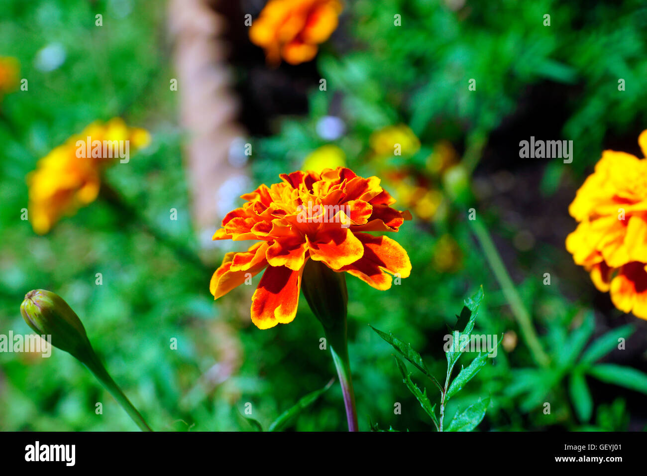 ROTEN & GELBE RINGELBLUME IN VOLLER BLÜTE Stockfoto