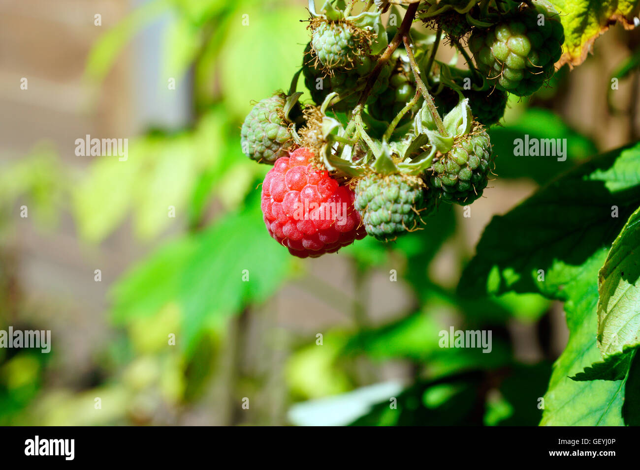 HIMBEERE, SCHÖN UND REIF Stockfoto