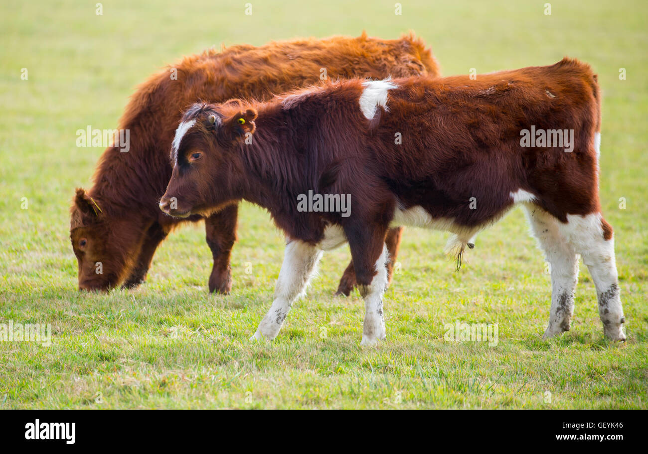 Vacunos de Frutillar. Kühe in Frutillar Chile Farm. Stockfoto