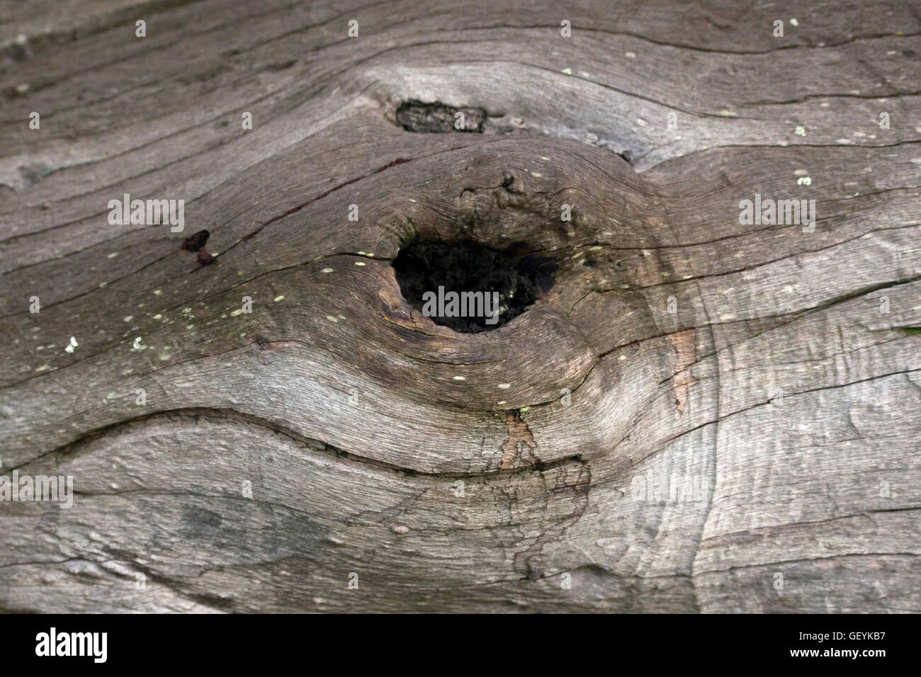 Loch im Baumstamm, Thithombo Bush Camp, Mpumalanga, Südafrika, 2006 Stockfotografie Alamy