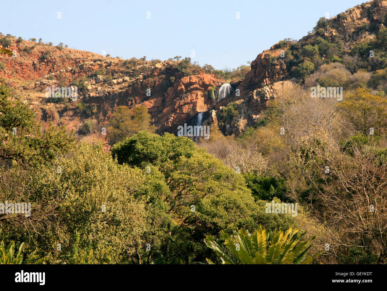 Bäume und Berge, Walter Sisulu National Botanical Gardens, Roodepoort, Johannesburg, Gauteng, Südafrika, 06.11.2011 Stockfoto