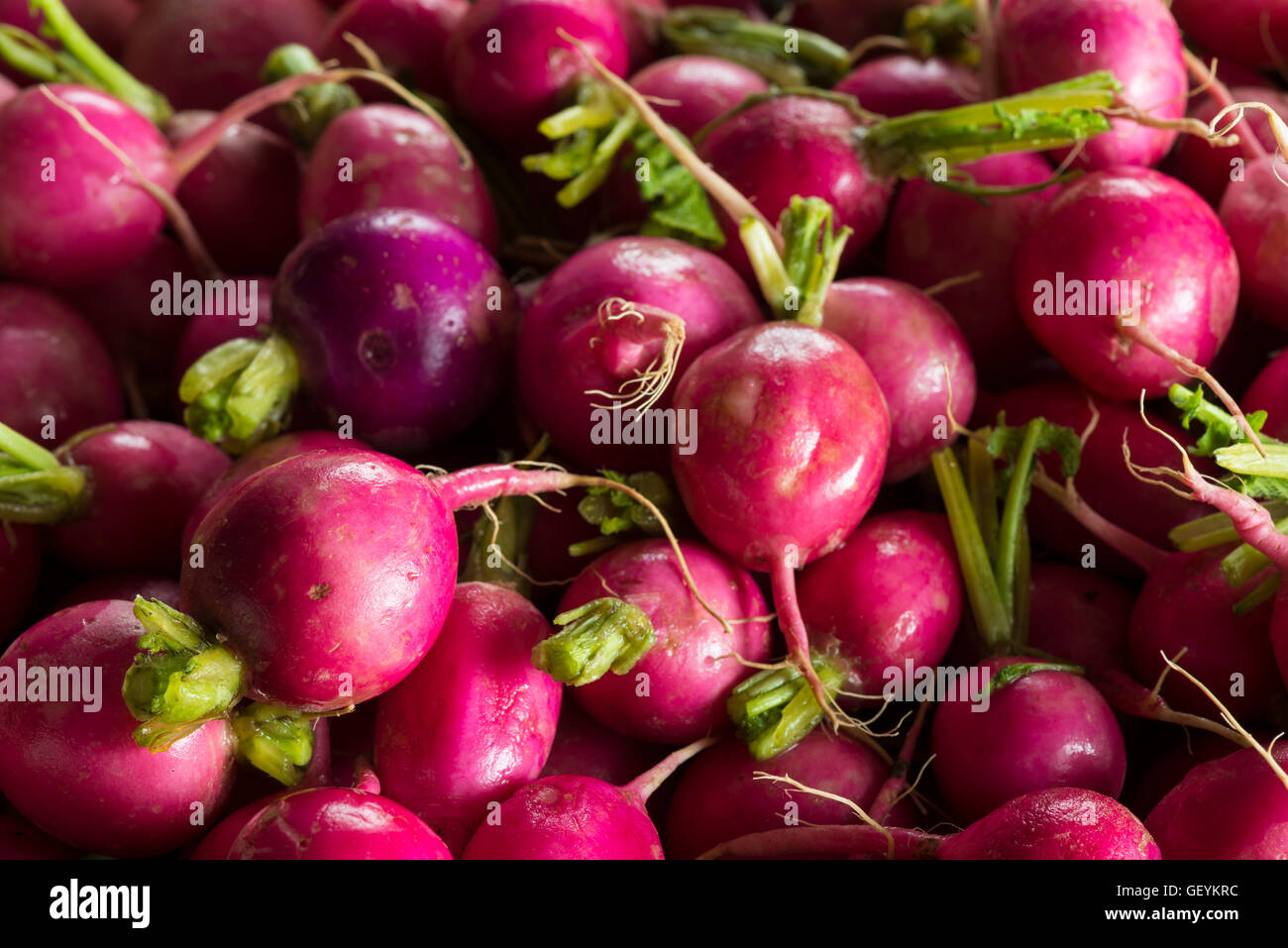 RADIESCHEN Stockfoto