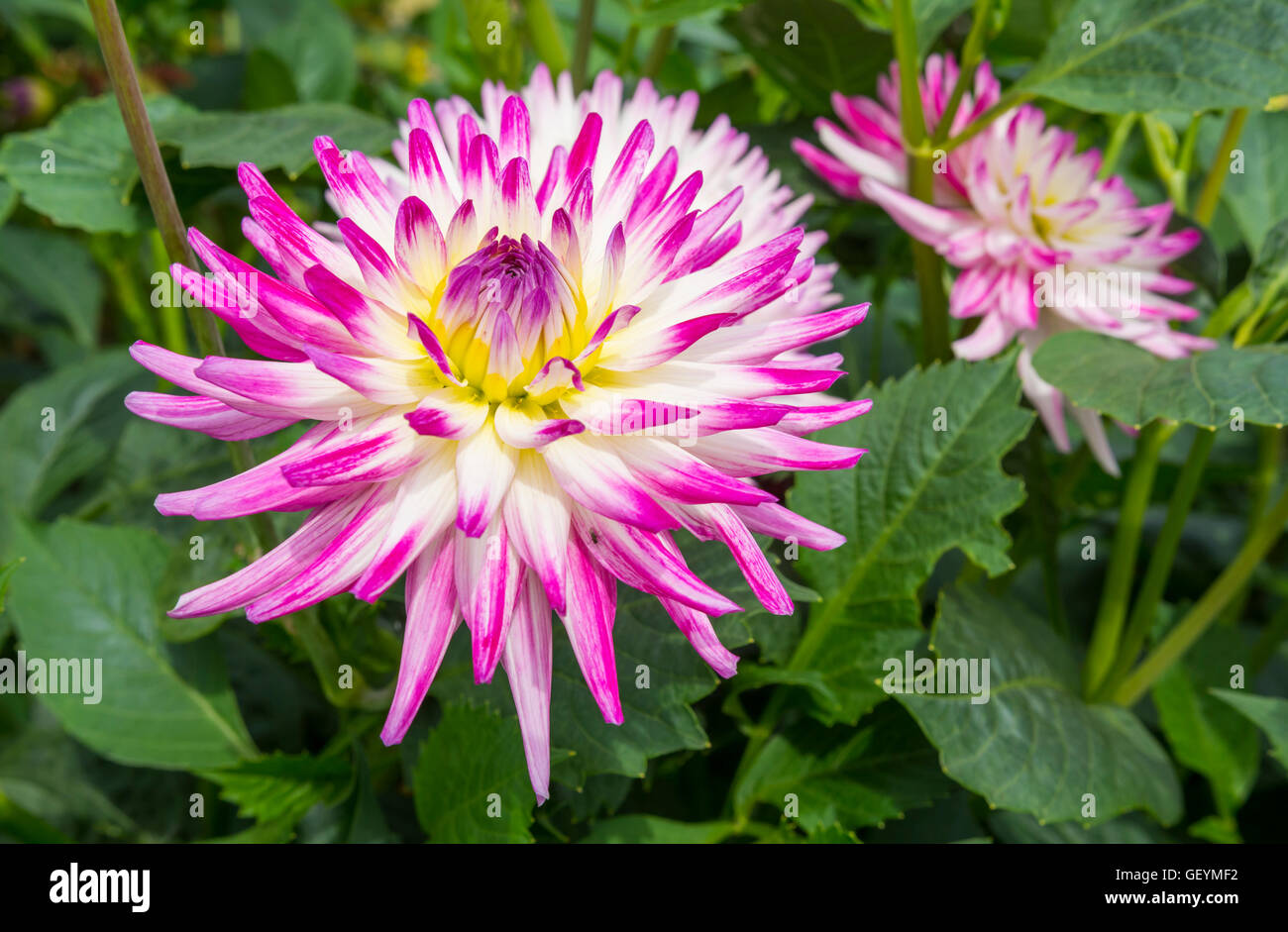 Dahlie "Jura", eine kleine Blumen halb Cactus Dahlie Blüte im Sommer in West Sussex, England, UK. Single Dahlie Jura Blume Nahaufnahme. Dahlien. Stockfoto