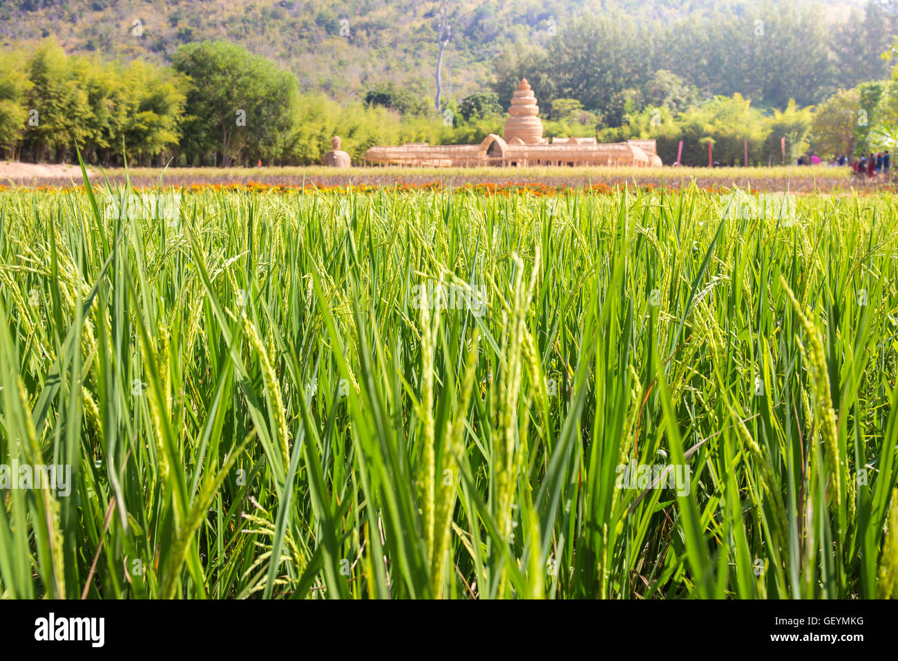 Reis Logohintergrund Grasgrün Landschaft im Land an Jim Thompson Farm Nakhon Ratchasima Thailand Stockfoto