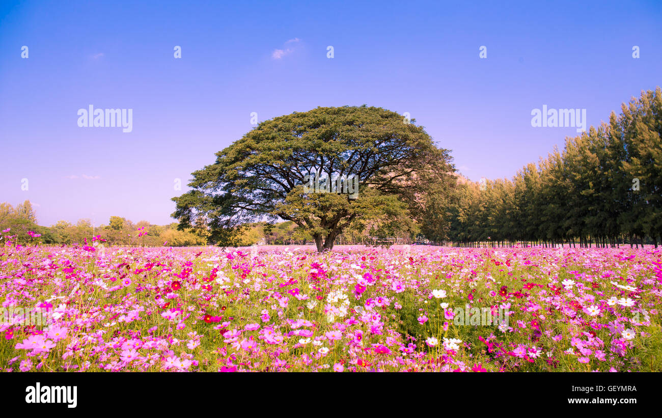 Hübsche Kosmos Blumen und großen Baum im Garten mit Himmelshintergrund Stockfoto