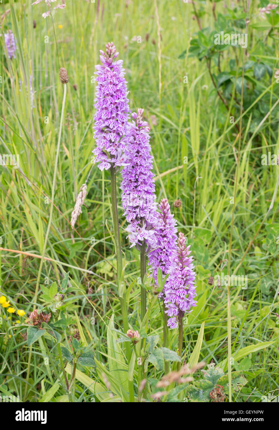 Gemeinsamen entdeckt Orchideen wachsen wild in der Prinzessin Anne Park, Washington, Tyne and Wear, Nord-Ost-England, UK Stockfoto