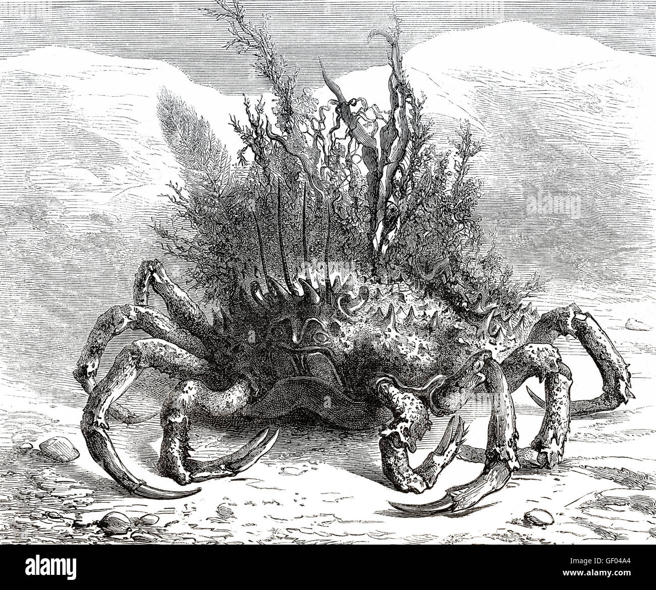 Maja Squinado, Europäische Seespinnen, stacheligen Seespinnen oder abstehenden Seespinnen, eine Art von wandernden Krabbe in der Nort gefunden Stockfoto