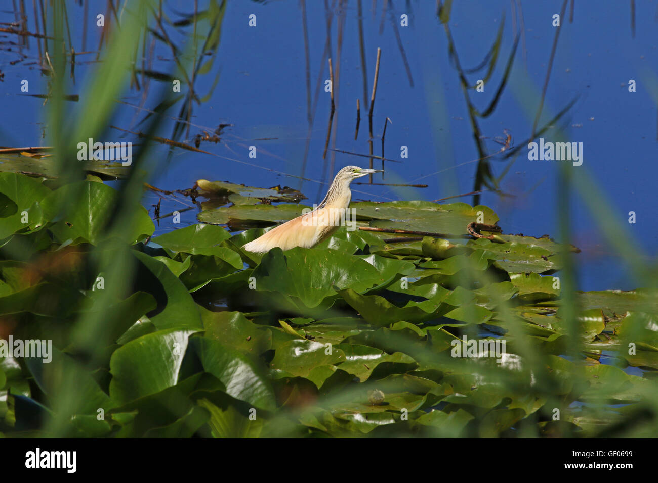 wie Reiher oder Ardeola Ralloides Sgarza Ciuffetto auf ein Seerosenblatt in Italien eine Zucht gefährdeter Erwachsenenstatus von Ruth Schwan Stockfoto