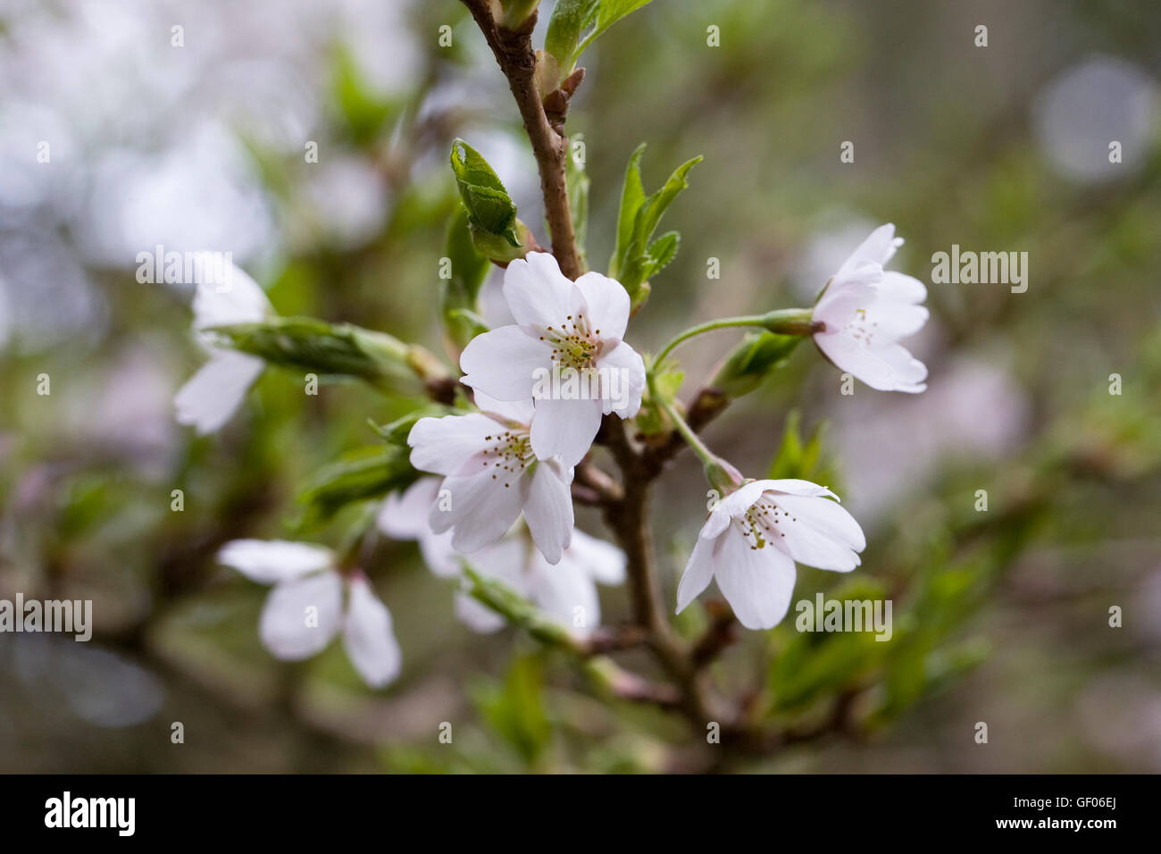 Prunus x Yedoensis Blüte. Yoshino Kirsche. Stockfoto