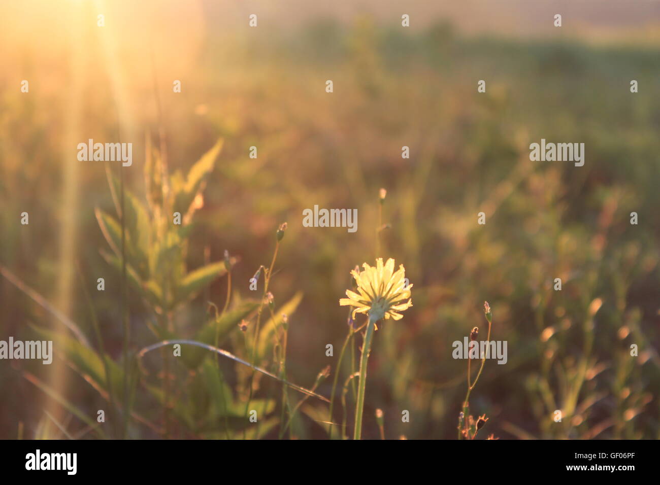 Wilder Löwenzahn blüht bei Sonnenaufgang Stockfoto