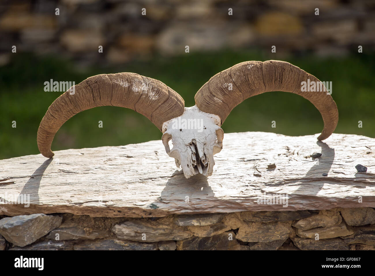 Widder Schädel auf dem Stein Zaun in Nepal Stockfoto