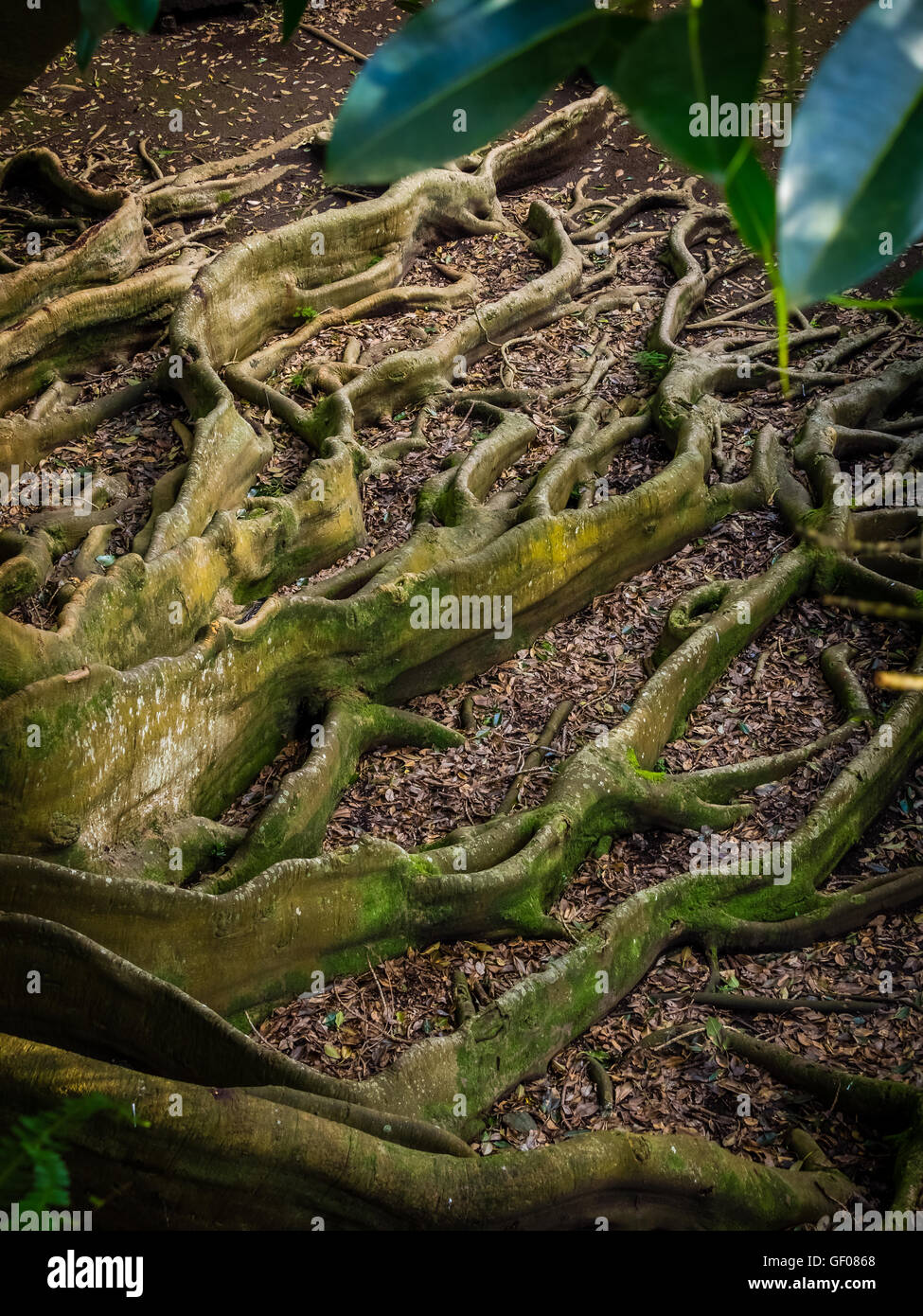 Riesige Wurzeln eines Baumes in der José Canto Botanischer Garten in Ponta Delgada, Insel Sao Miguel, Azoren, Portugal Stockfoto