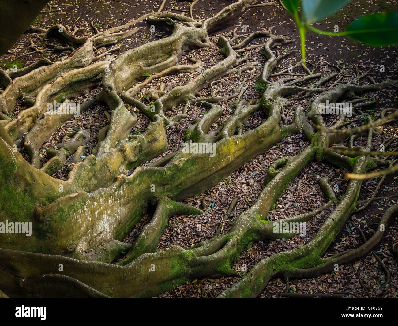 Riesige Wurzeln eines Baumes in der José Canto Botanischer Garten in Ponta Delgada, Insel Sao Miguel, Azoren, Portugal Stockfoto