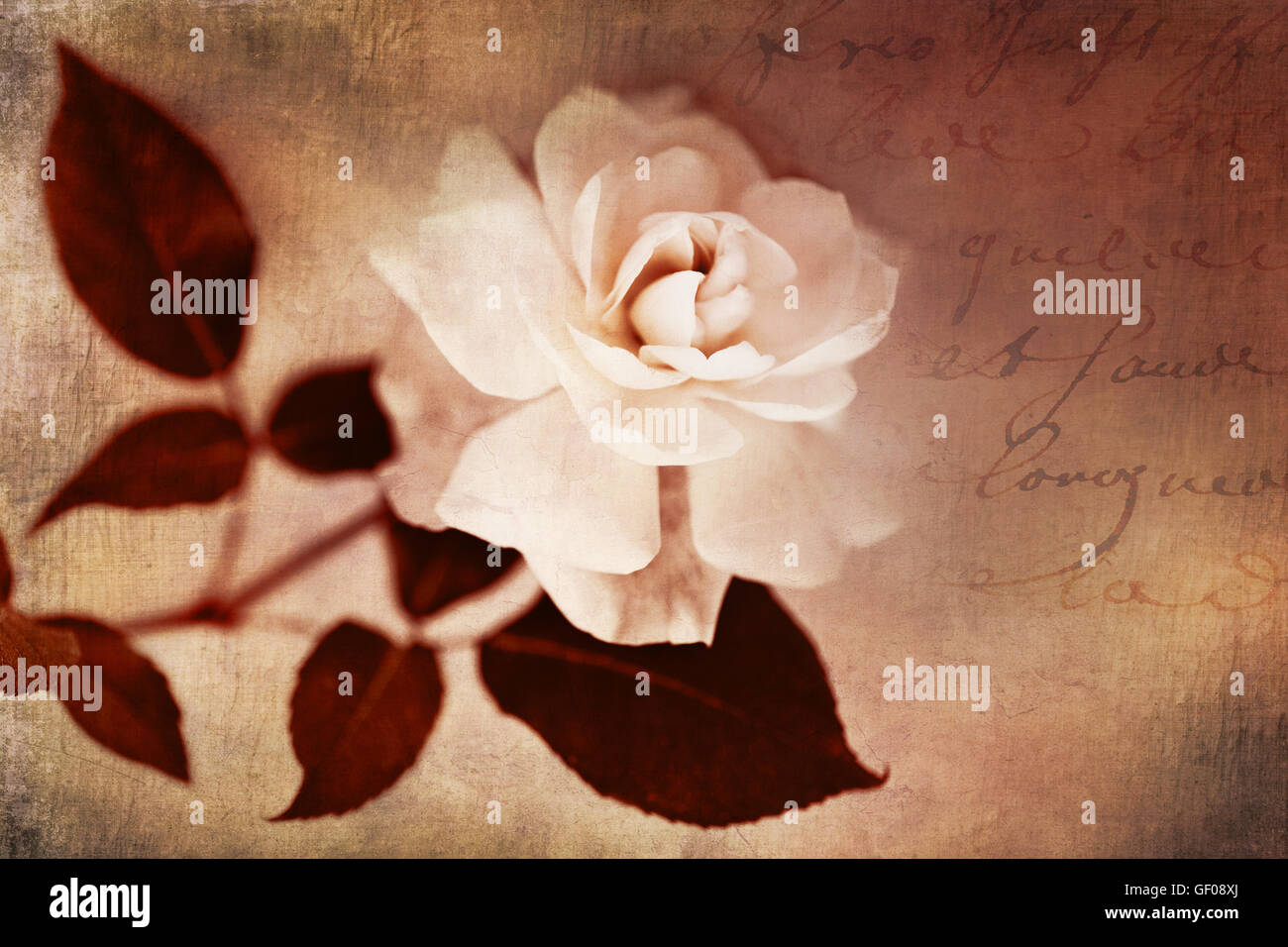 Garten-Rose Blume weiß Floral Sepia mit französischer Text Stockfoto