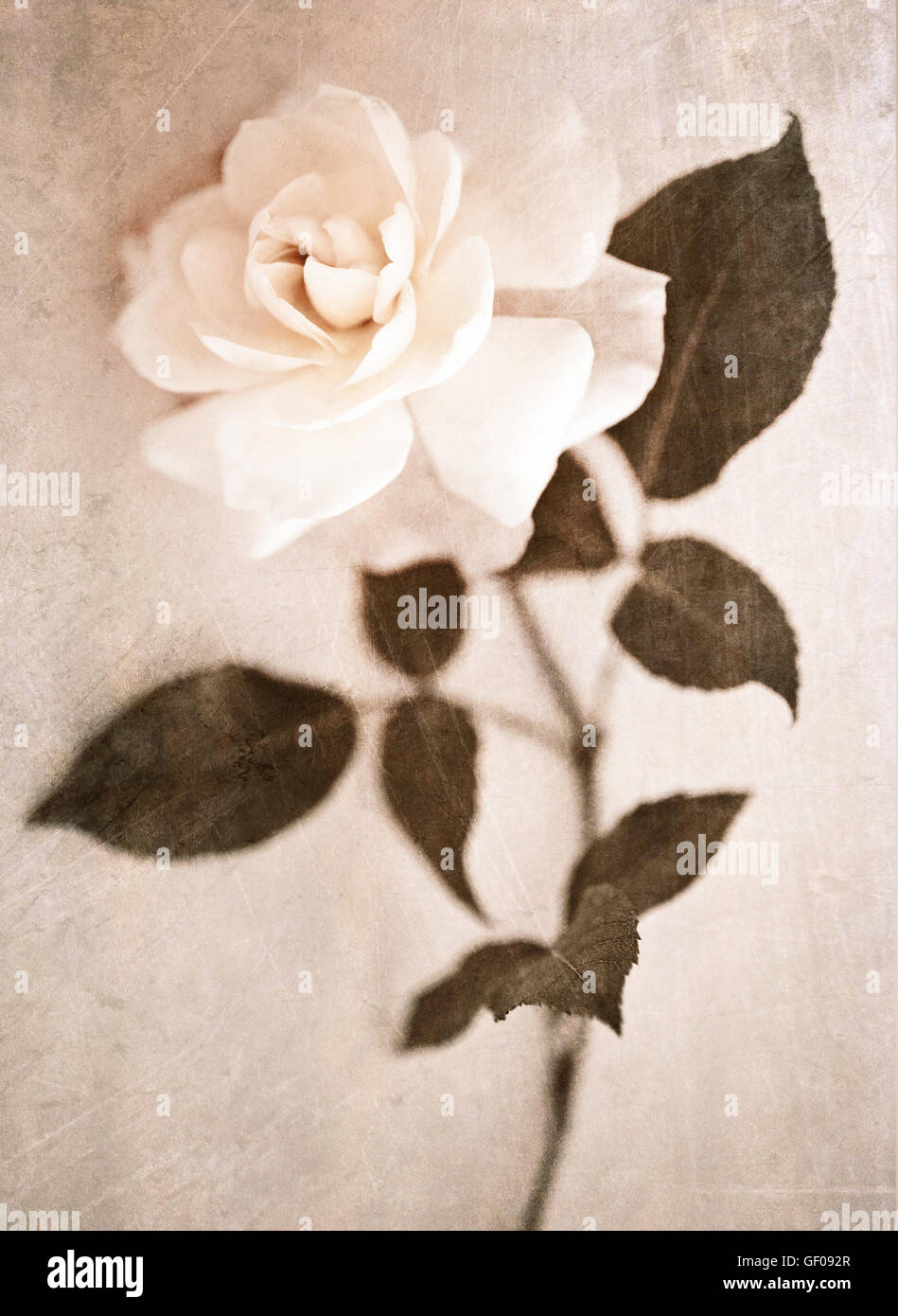 Garten-Rose Blume weiss Sepia blumig mit strukturiertem Hintergrund Stockfoto