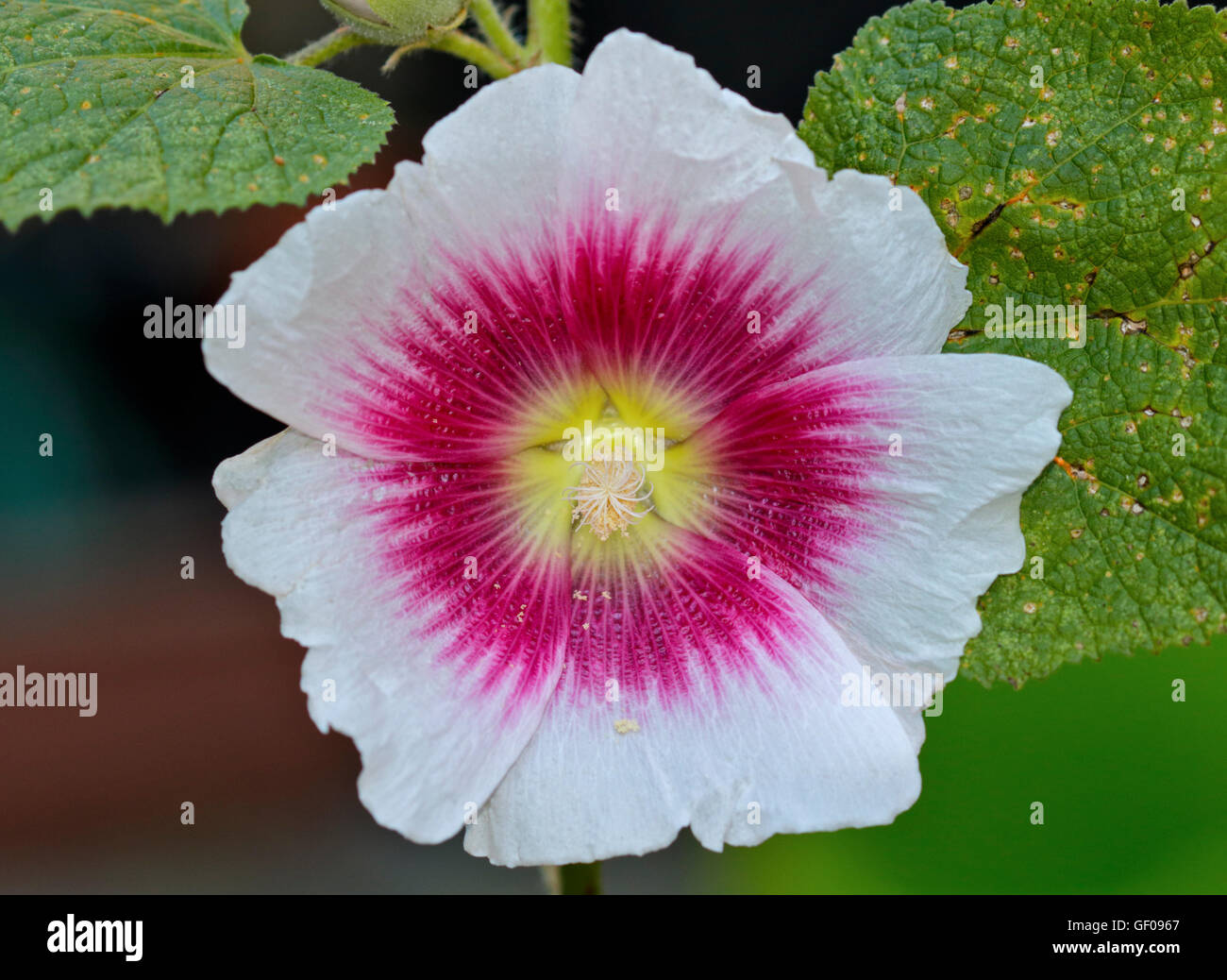 Stockrose Halo Blush Stockfoto