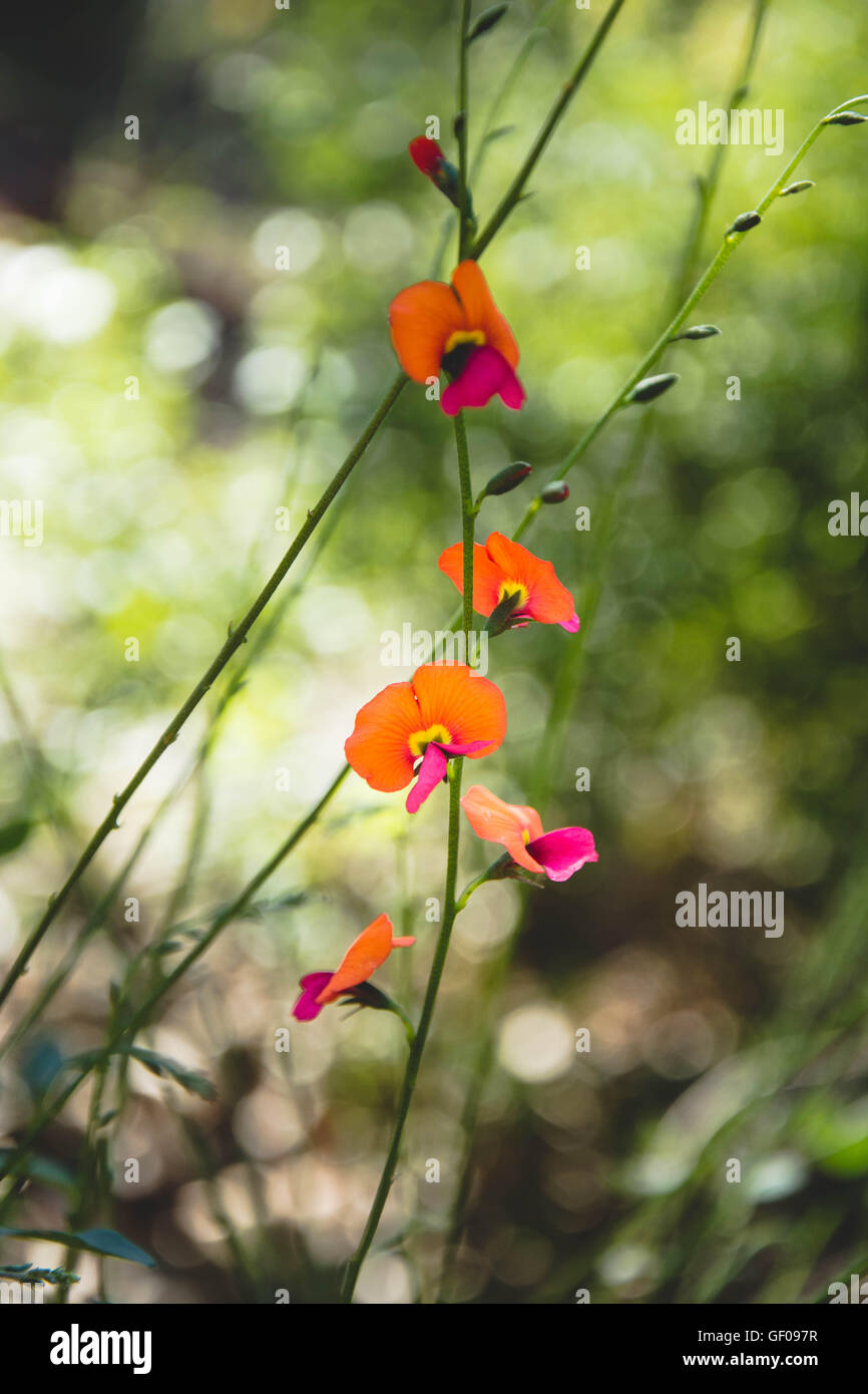 Herz Blatt Flamme Erbse - australische einheimische Pflanze Stockfoto