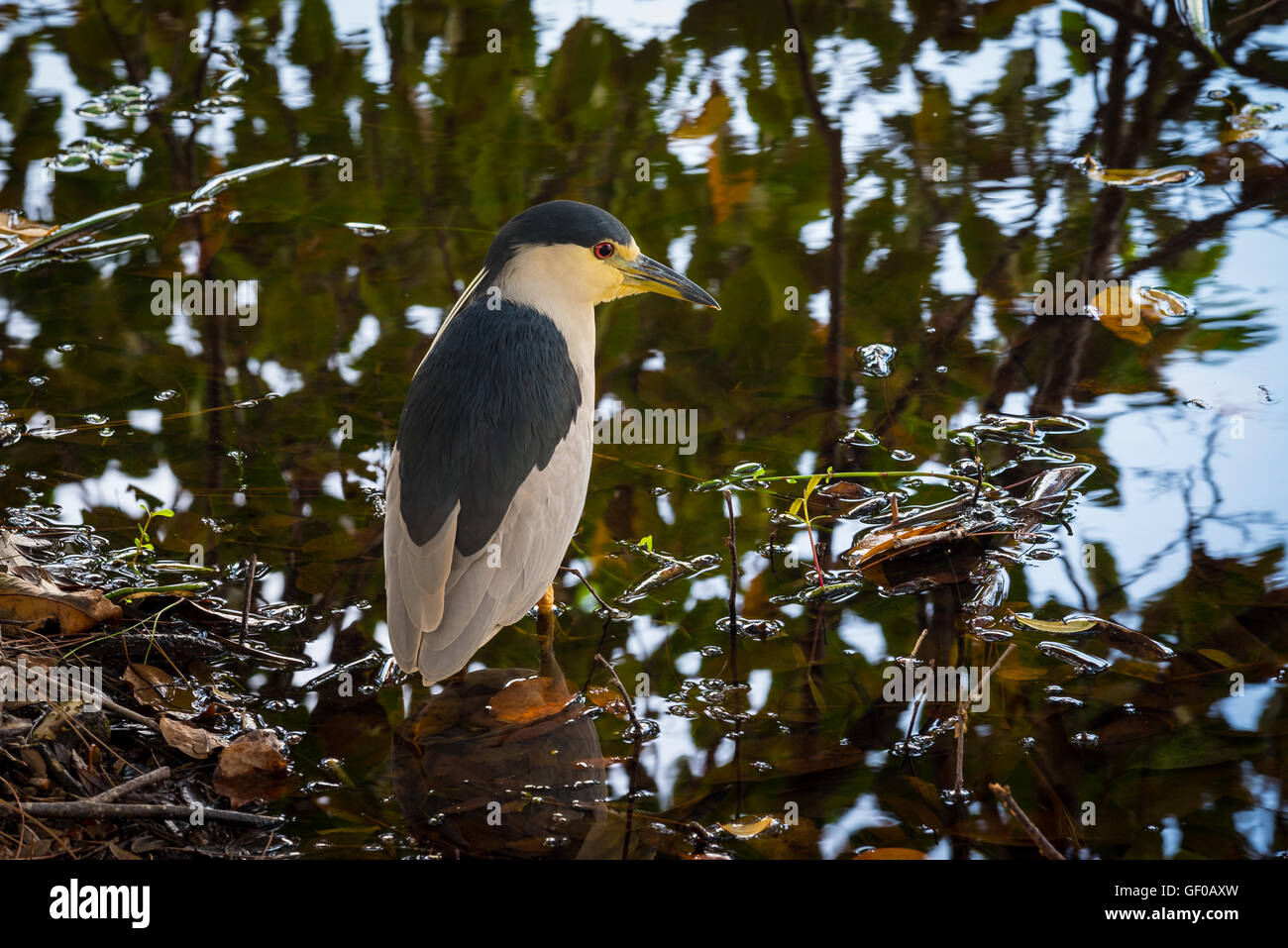 Black Crown Nachtreiher Vogel im Wasser entspannen. Stockfoto