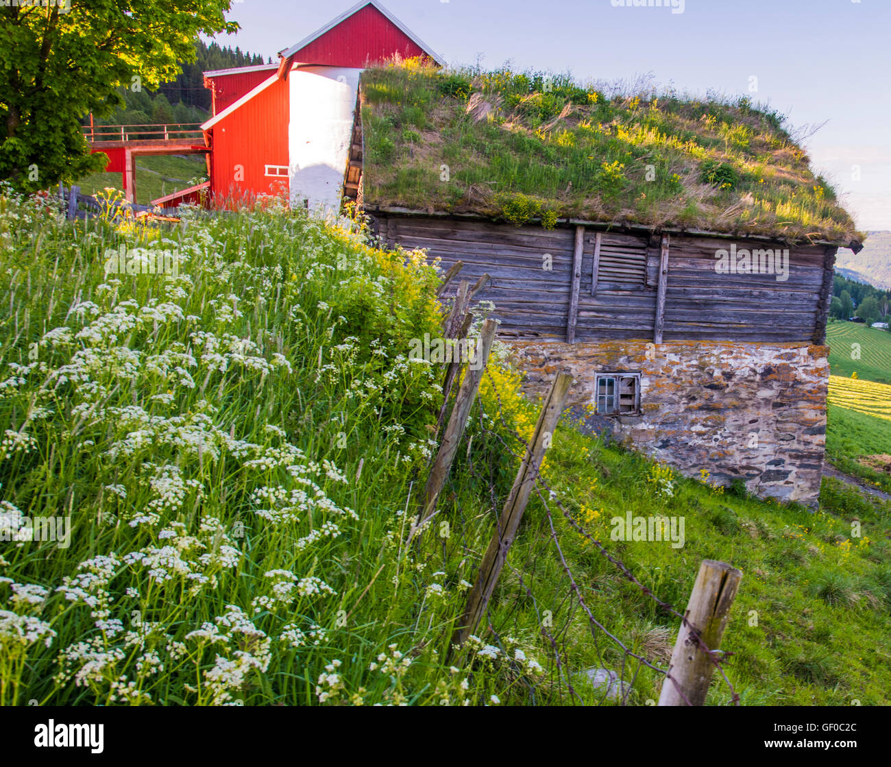 Bauernhöfe, rot Silo Scheune, alte hölzerne Gebäude mit Grasdach, Grudbrandsdalen Tal in der Nähe von Lillehammer, Norwegen, mehr von Rosmdal Stockfoto