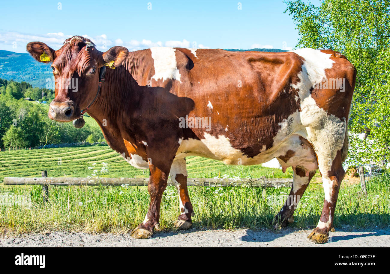 Milchkuh Weiden auf einer Farm in der Nähe von Lillehammer, Norwegen Gudbrandsdal, mehr von Romsdal, Skandinavien, Europäische Stockfoto