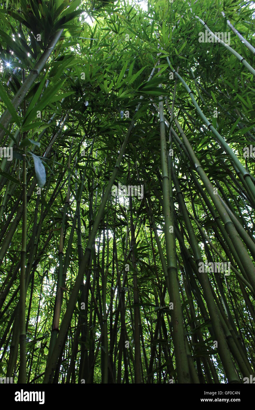 Bambus-Wald Stockfoto