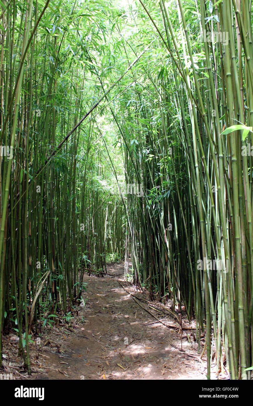 Pfad im Bambuswald Stockfoto
