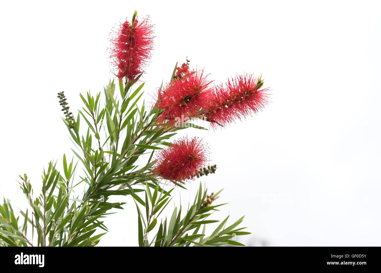 Australische gebürtige Bottlebrush, natürliche Zylinderputzer-Blüten mit grünen Blättern Stockfoto