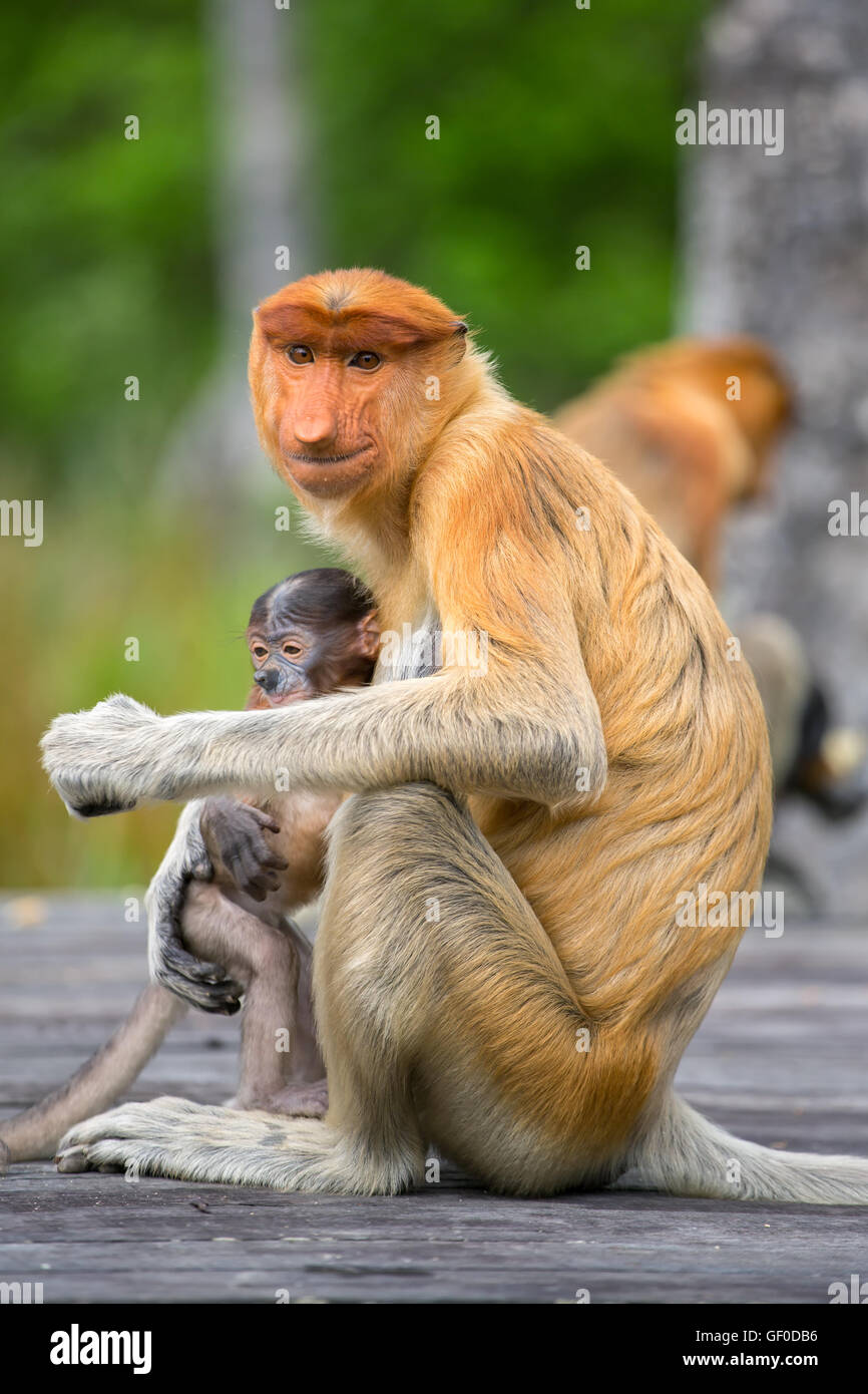 Proboscis Monkey (Nasalis Larvatus) von Borneo endemisch.  Frau mit Baby-sitting auf der Fütterung Plattform in Labuk Bay Rüssel Stockfoto