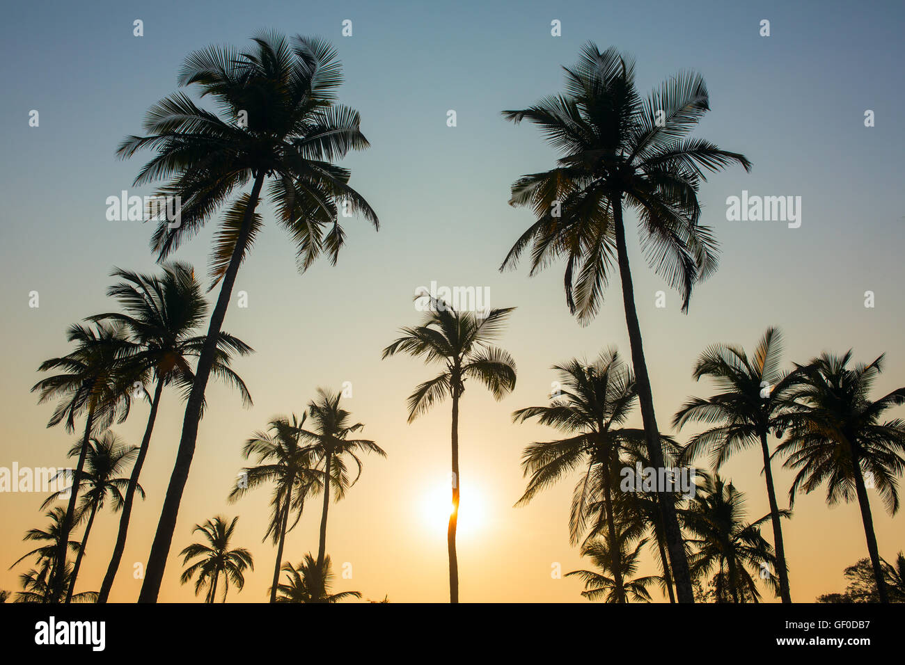 Palm-Bäume-Silhouette bei Sonnenuntergang, Indien Stockfoto