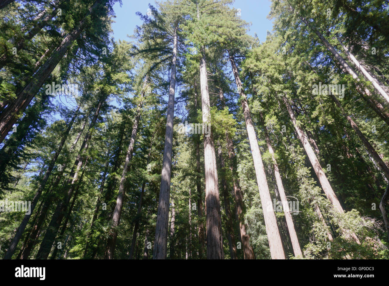 Redwood-Bäume-Wald, Big Basin State Park, Kalifornien Stockfoto