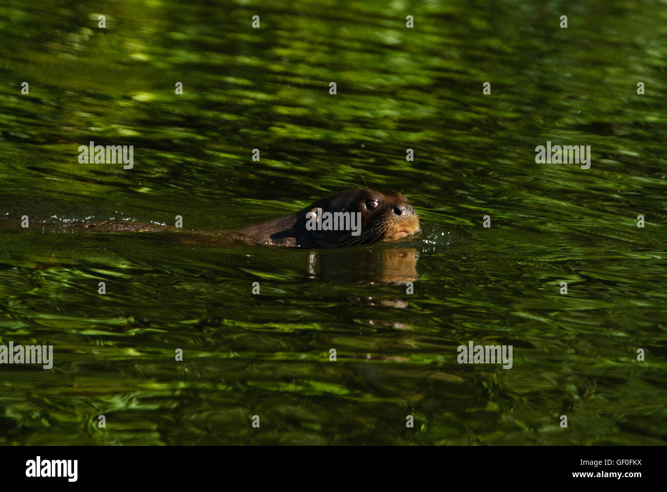 Riese Fischotter in Salvador Oxbow See im Wald von Manu Nationalpark Stockfoto