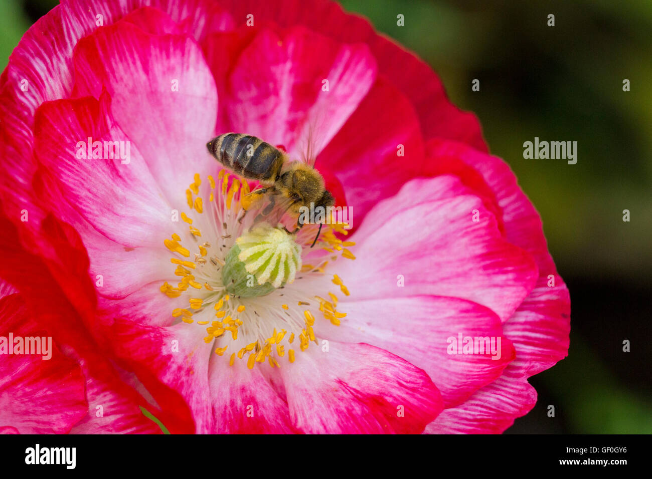 Eine Honigbiene voller Pollen in Poppy Flower Stockfoto