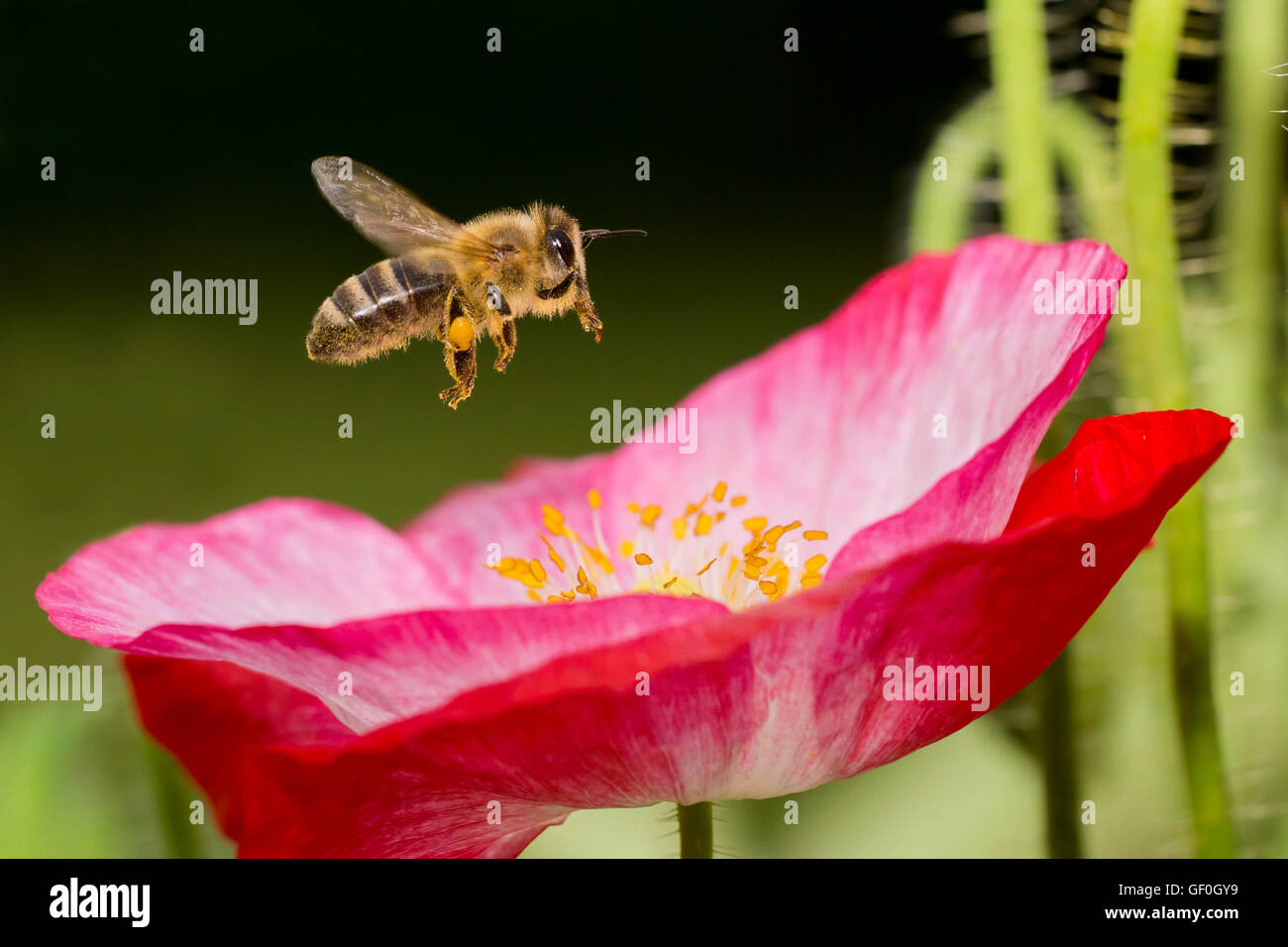 Eine Honigbiene voller Pollen in Poppy Flower Stockfoto