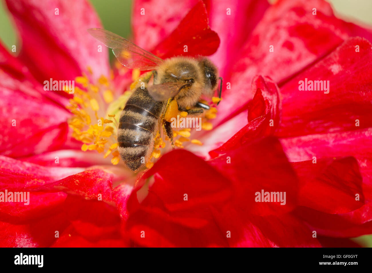 Eine Honigbiene voller Pollen in Poppy Flower Stockfoto
