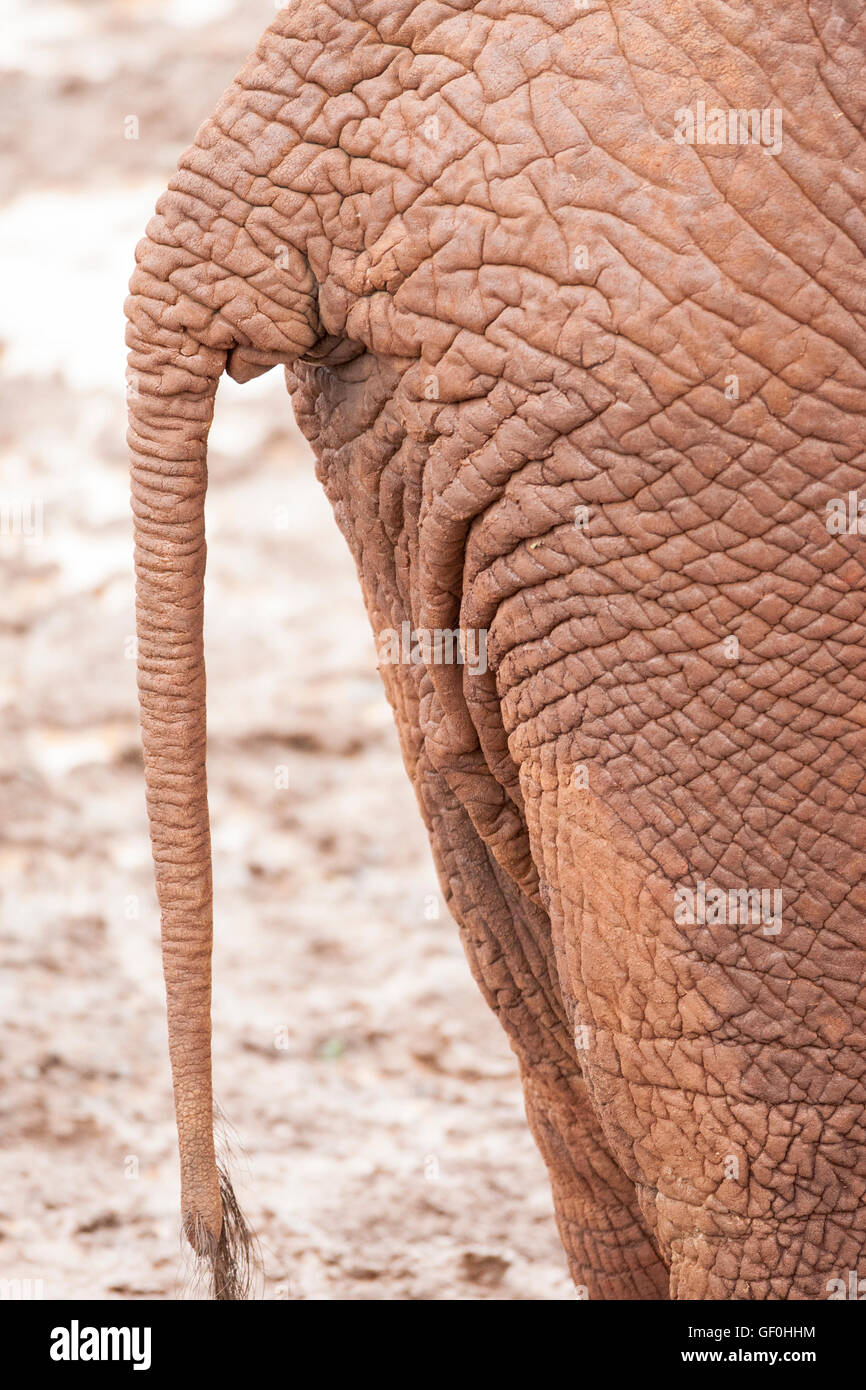Die afrikanischen Elefanten-Schlappe im Schlamm und mit einem Rotton statt grau in Aberdere in Kenia Afrika Stockfoto