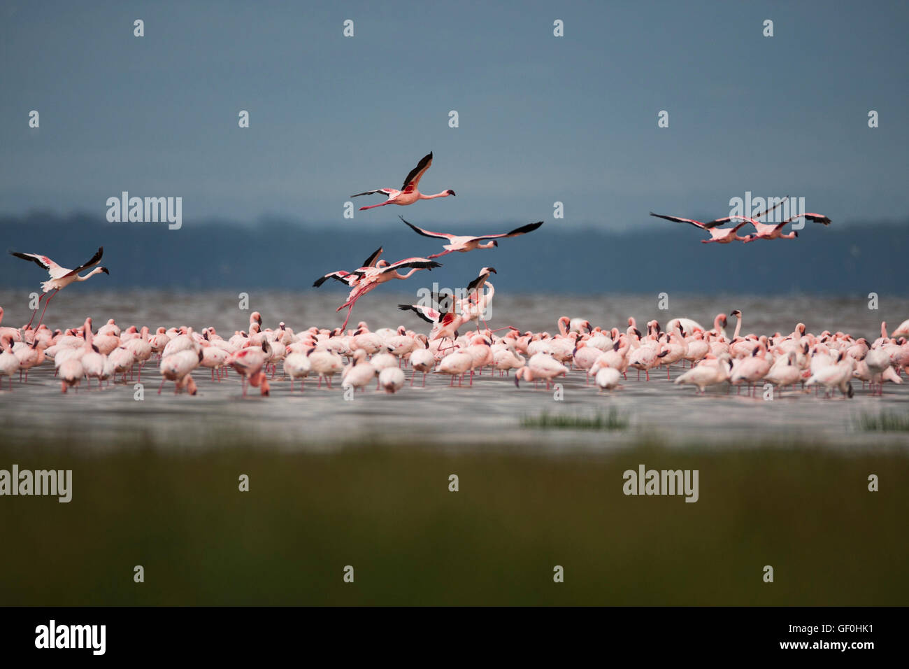 Pelikan Flamingos gelb abgerechnet Storch an der berühmten UNESCO-Weltnaturerbe des Lake Nakuru in Kenia Stockfoto