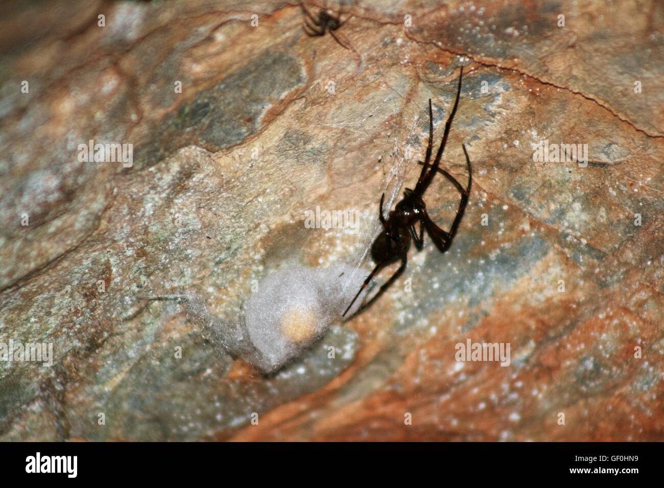 Spinne mit Ei Sac Höhle Stockfoto