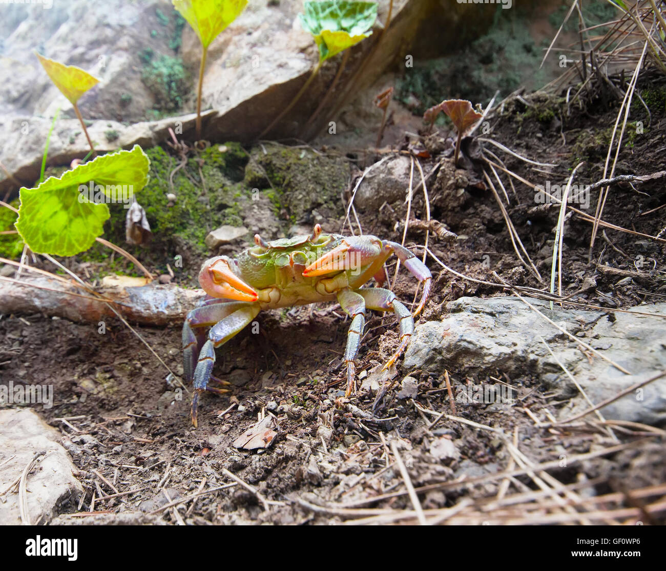 gezeigten Landkrabben. Tierfelle unter einem Felsen Stockfoto