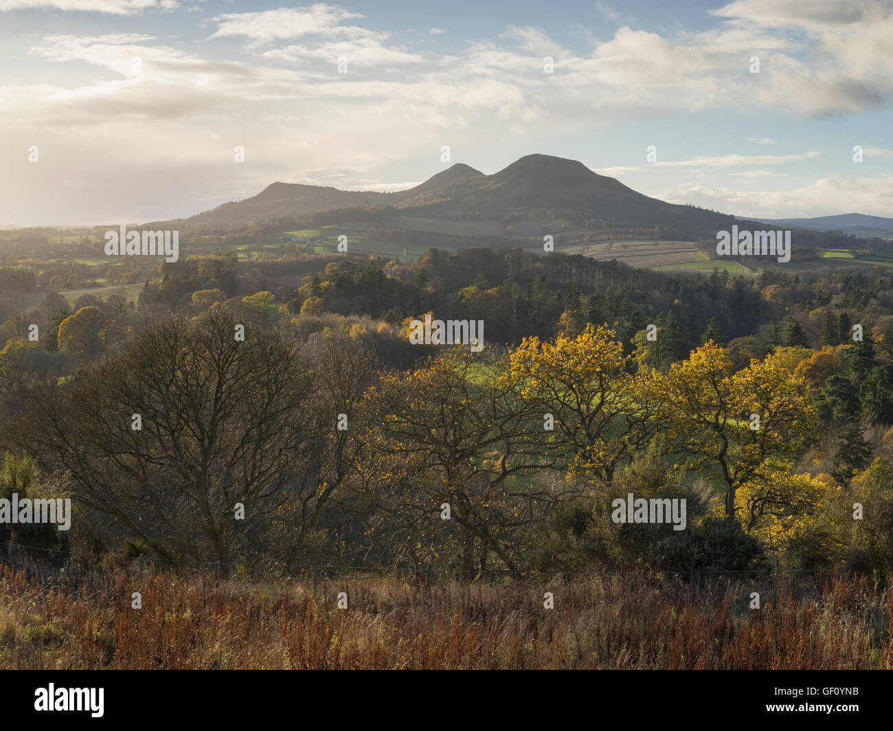 Eildon Hills von Scotts View im Spätherbst, Scottish Borders, Schottland, UK Stockfoto
