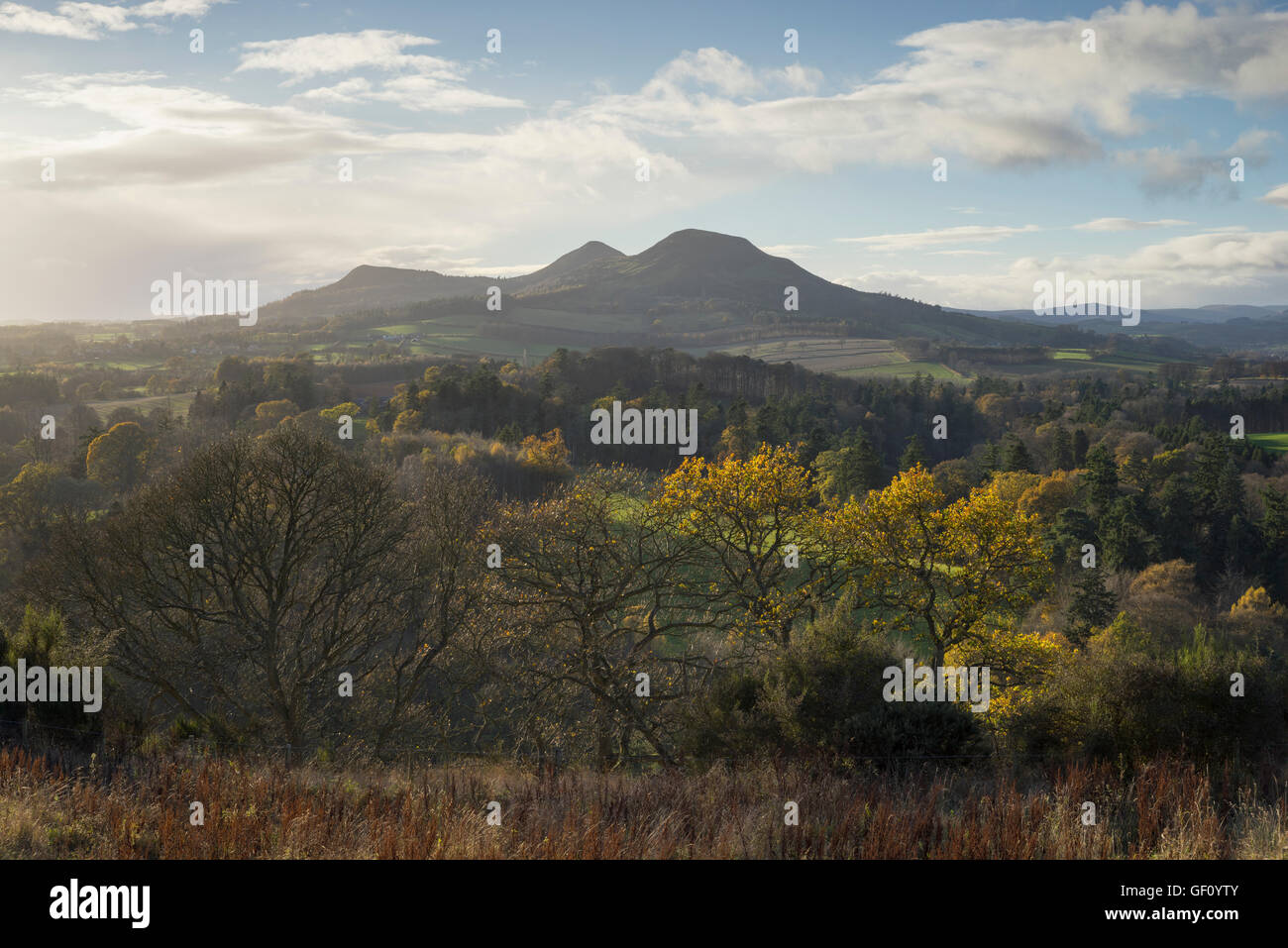 Eildon Hills von Scotts View im Spätherbst, Scottish Borders, Schottland, UK Stockfoto