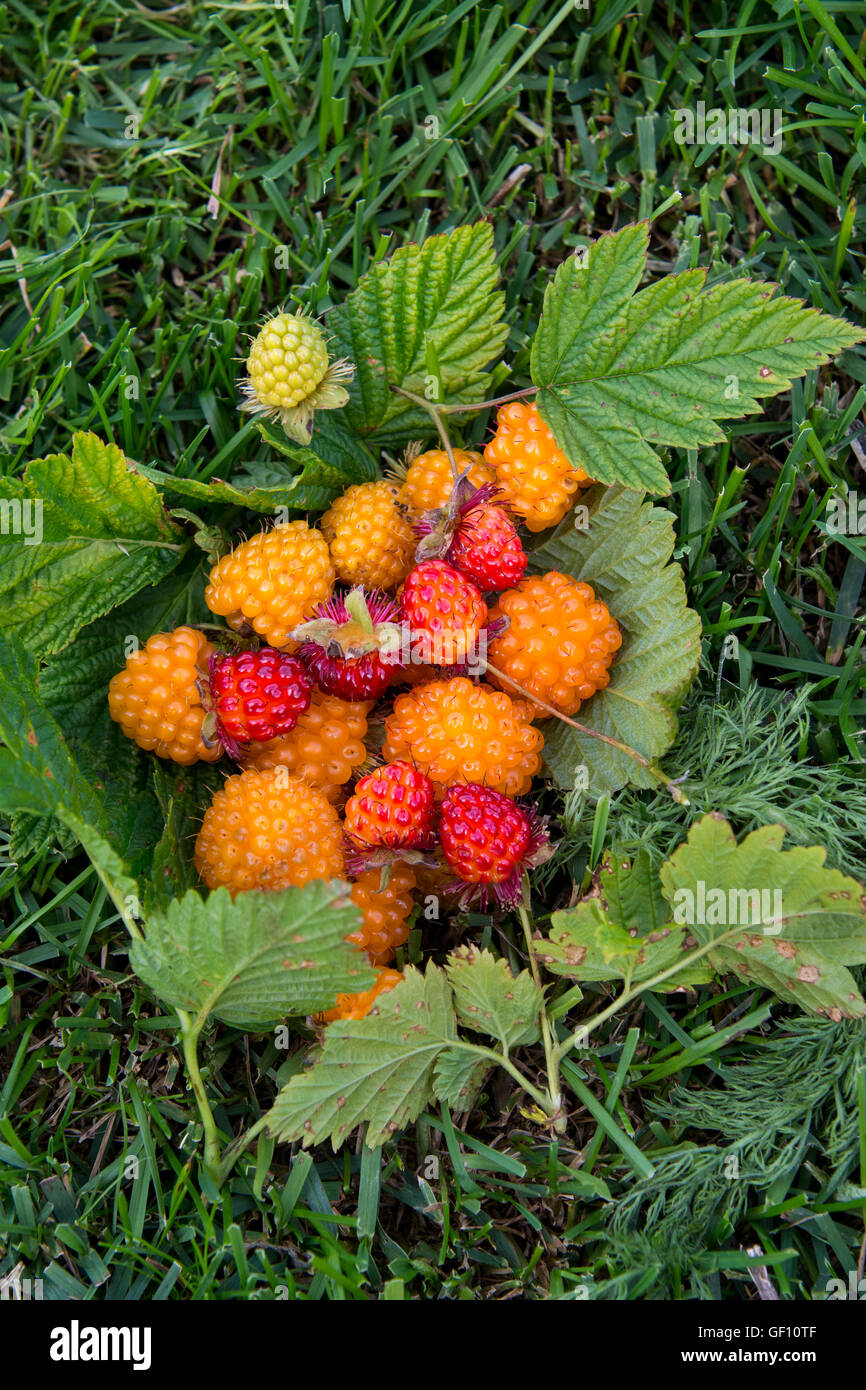 Alaska, Aleuten, Unga Insel. Wild, goldenen und roten Salmonberries (WILD: Rubus Spectabilis) Stockfoto