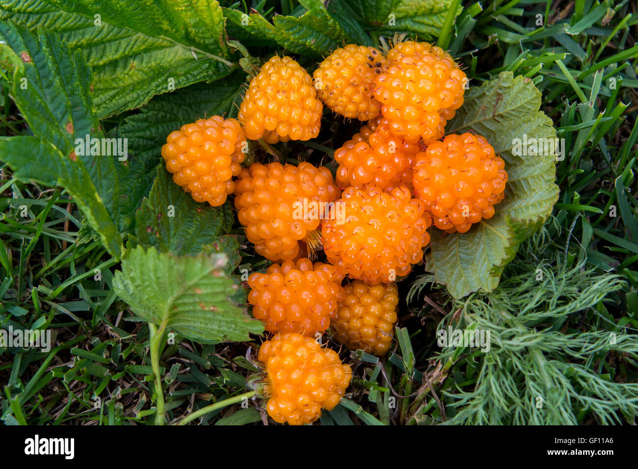 Alaska, Aleuten, Unga Insel. Wilde golden Salmonberries (WILD: Rubus Spectabilis) Stockfoto