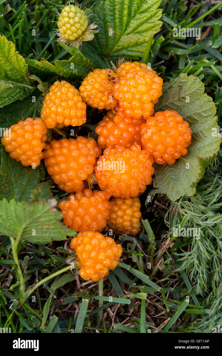 Alaska, Aleuten, Unga Insel. Wilde golden Salmonberries (WILD: Rubus Spectabilis) Stockfoto