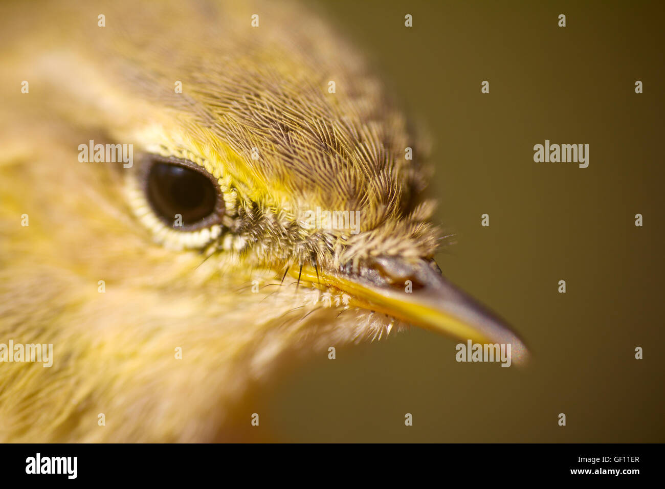 Closeup Portrait des Fitis (Phylloscopus Trochilus). Jungvogel Stockfoto