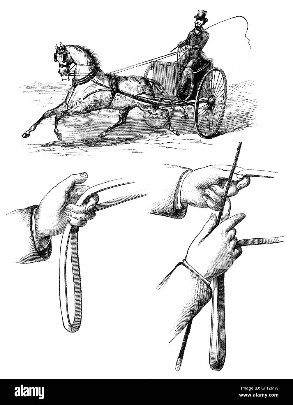 Methoden der Führung Pferde durch Ziehen an den Zügeln ein Pferd fahren Stockfoto